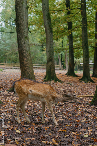 Female Red deer stag in Lush green fairytale growth concept foggy forest landscape image