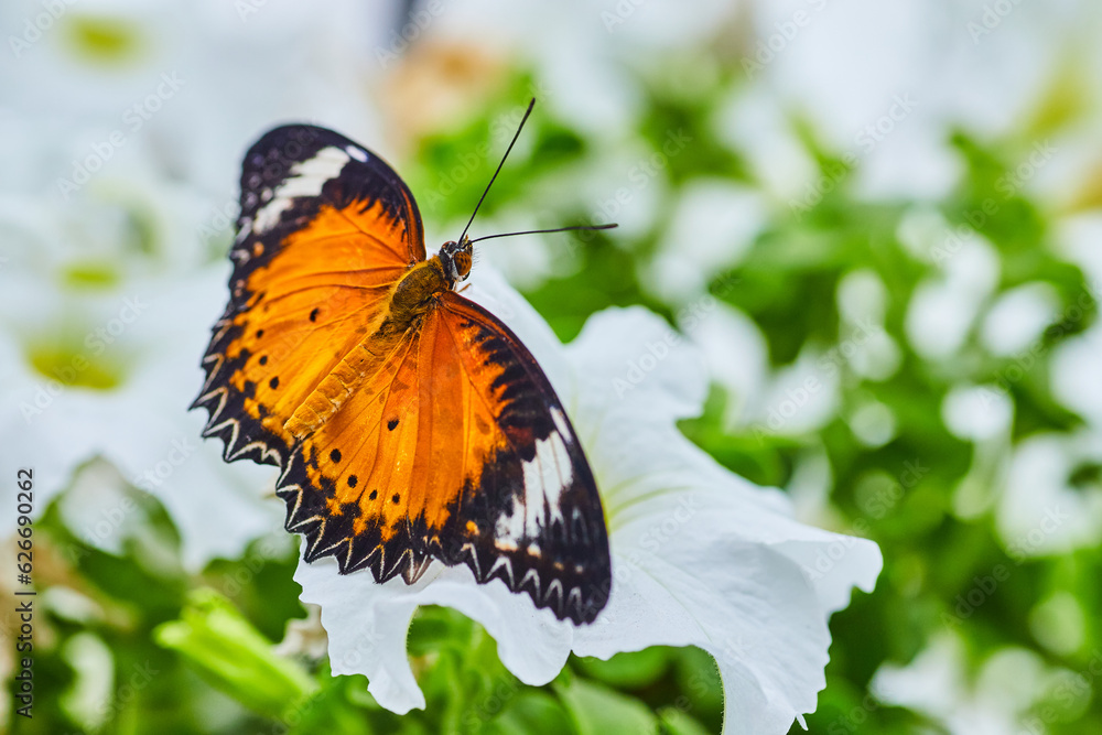Obraz premium Stunning Orange Lacewing butterfly close up with wings open on white flower in field of flowers