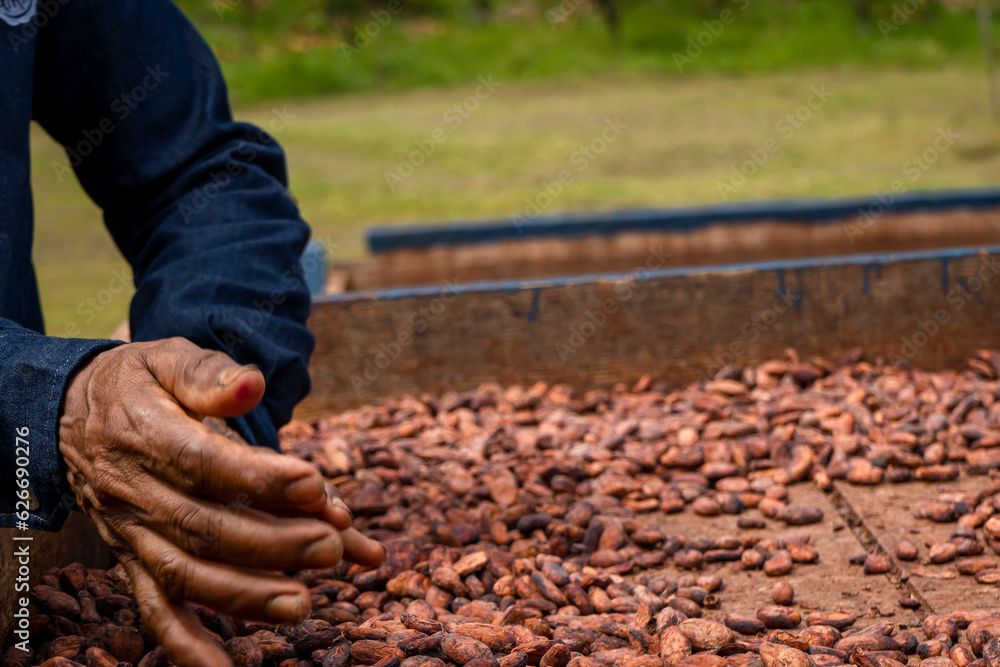 Theobroma cacao L. is the scientific name given to the cacao tree or cacao tree Theobroma cacao L. is the scientific name given to the cacao tree or cacao tree