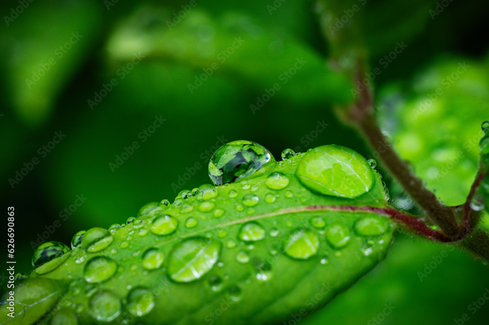 Fototapeta premium dew on leaf
