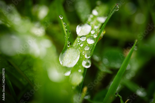 water drops on green grass