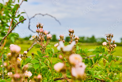 Tiny pink dog rose flowers on vines with blurred blue sky background asset photo