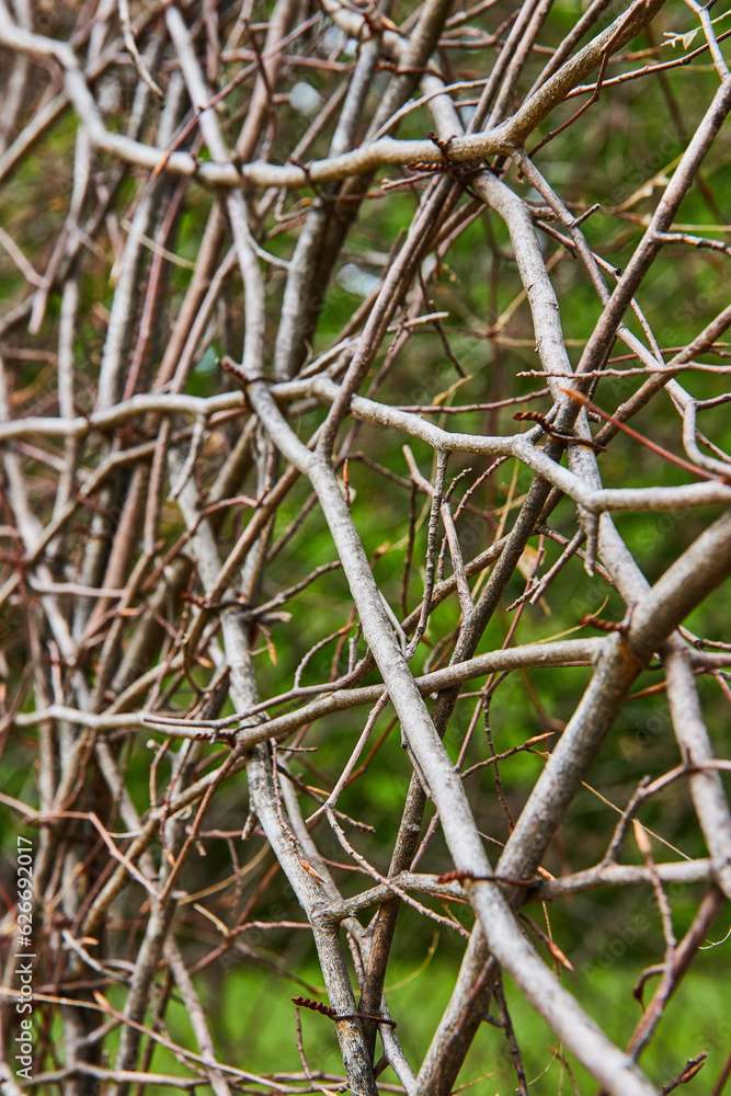 Abstract natural vines curving and climbing invisible wall background asset Bernheim Forest Abstract natural vines curving and climbing invisible wall background asset Bernheim Forest