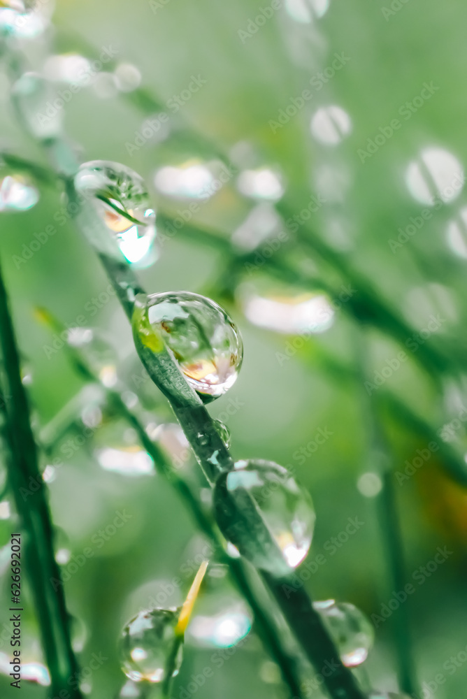 green grass with drops.Earth Day. Grass stems and water drops macro .Wet grass after rain.plant texture in green natural tones. herbal background.Beautiful drops on plants. green grass with drops.Earth Day. Grass stems and water drops macro .Wet grass after rain.plant texture in green natural tones. herbal background.Beautiful drops on plants.