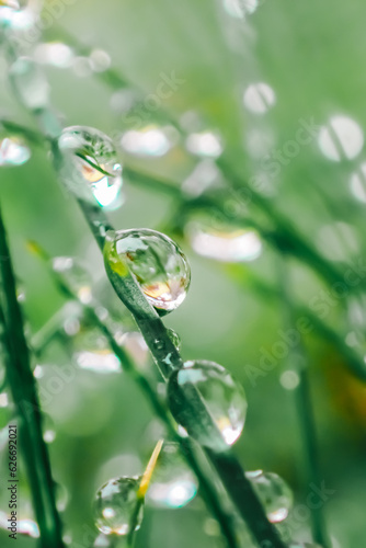 green grass with drops.Earth Day. Grass stems and water drops macro .Wet grass after rain.plant texture in green natural tones. herbal background.Beautiful drops on plants.