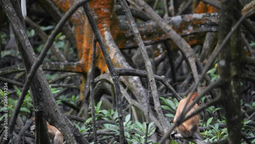 Female proboscis monkey in the wild, sitting on tree, moving at mangrove forest and looking around at Tarakan, Indonesia. Proboscis monkey foraging at mangrove forest. Wild nature stock footage. Female proboscis monkey in the wild, sitting on tree, moving at mangrove forest and looking around at Tarakan, Indonesia. Proboscis monkey foraging at mangrove forest. Wild nature stock footage.