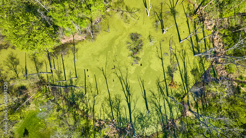 Green swamp water murky pattern with dead trees poking out of surface aerial