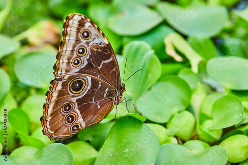 Blue Morpho butterfly with closed brown wings resting on green background of water lettuce photo