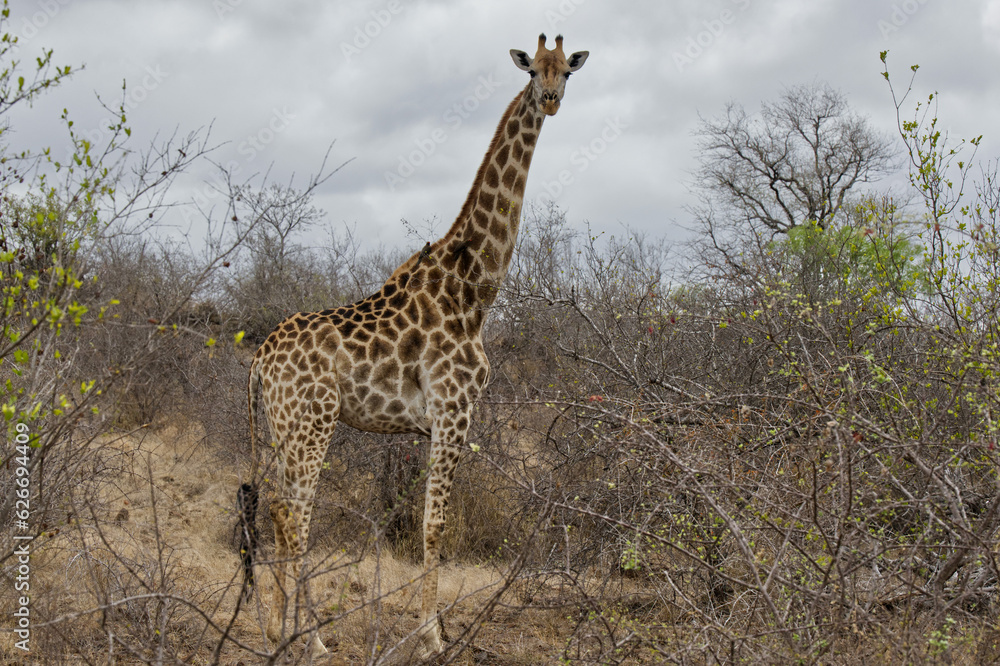 Obraz premium giraffe with birds cleaning his fur, Kruger National Park, South Africa