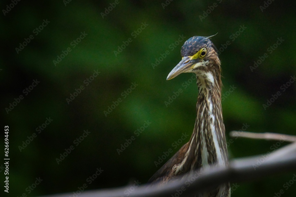 Green heron patiently observing waters for fish Green heron patiently observing waters for fish