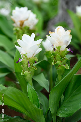 White Curcuma alismatifolia flower or Siam tulip blooming in rainy season  Thailand