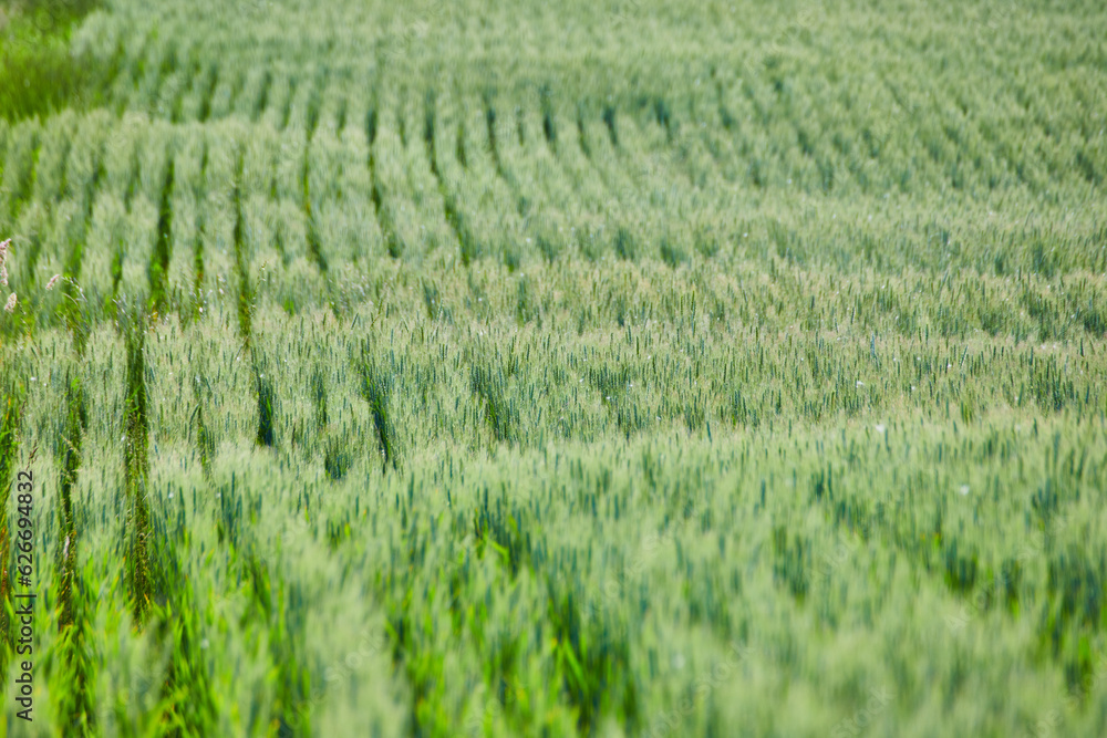 Green fields of grain with light green tufts background asset Green fields of grain with light green tufts background asset