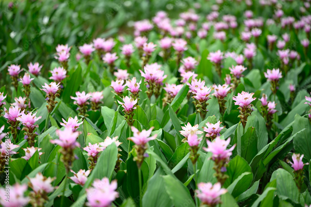 Pink Curcuma alismatifolia flower or Siam tulip blooming in rainy season, Thailand