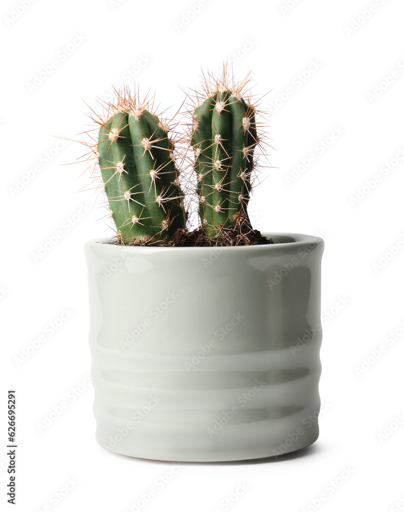 Beautiful green cacti in pot isolated on white