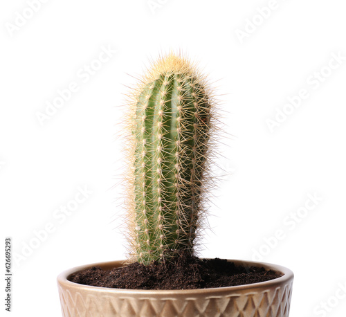 Beautiful green cactus in pot isolated on white