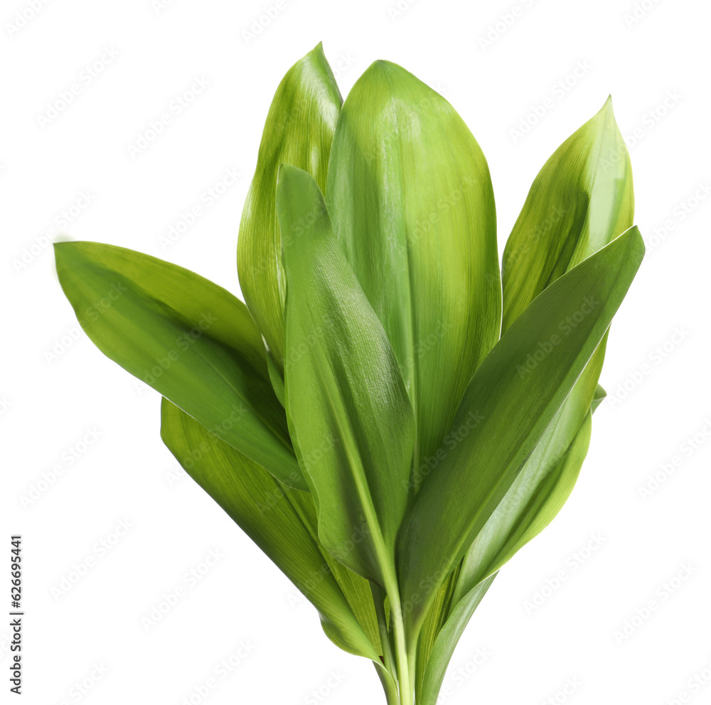 Beautiful lily of the valley leaves on white background