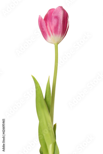 Fototapeta Naklejka Na Ścianę i Meble -  Beautiful pink tulip flower isolated on white