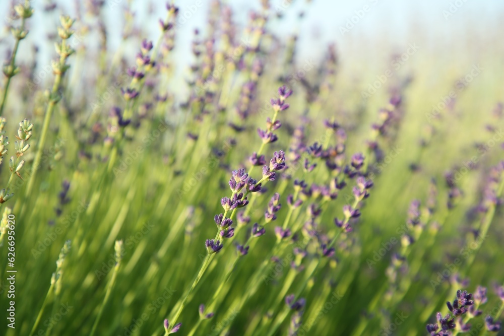 Beautiful blooming lavender growing in field, closeup Beautiful blooming lavender growing in field, closeup