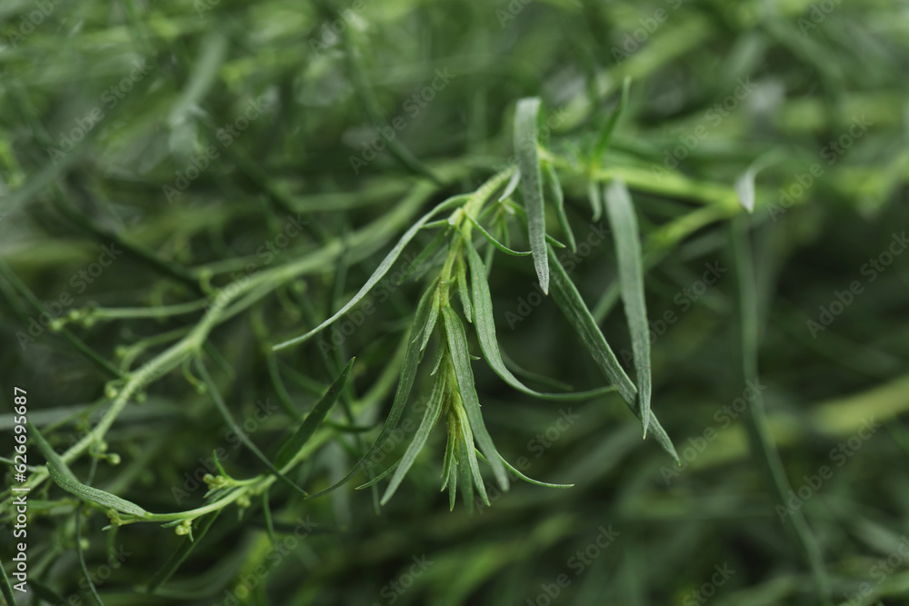 Fresh tarragon sprigs on blurred background, closeup Fresh tarragon sprigs on blurred background, closeup