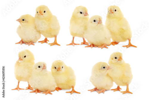 Collage with small cute baby chickens isolated on white