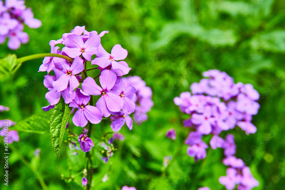 Vibrant purple Dames Rocket perennial flowers on vibrant green blurred background asset Vibrant purple Dames Rocket perennial flowers on vibrant green blurred background asset