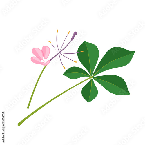 Vector illustration, cleome gynandra, common name Shona cabbage, spider flower, spiderwisp, cat whiskers, chinsaga, mamang and stinky grass, isolated on white background.