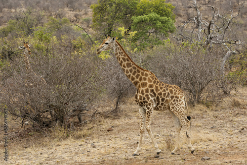 two giraffes, Kruger National Park, South Africa