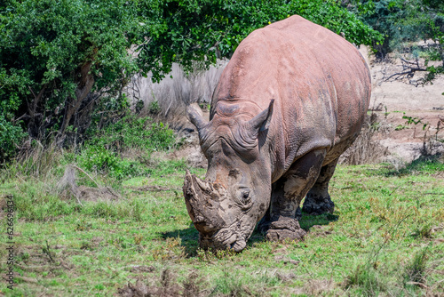 A Rhino is enjoying sunny weather at a grassland © Yan