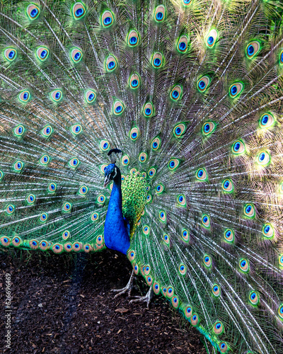 A close portrait of a blue peacock on the background of colorful feather