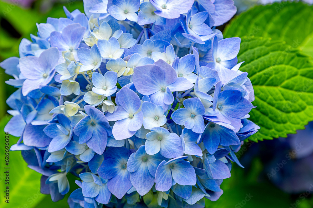 Blue Hydrangea flower closeup