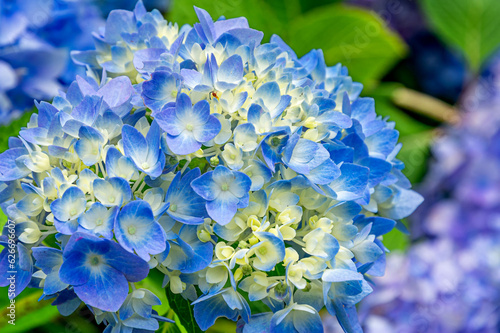 Blue Hydrangea flower closeup