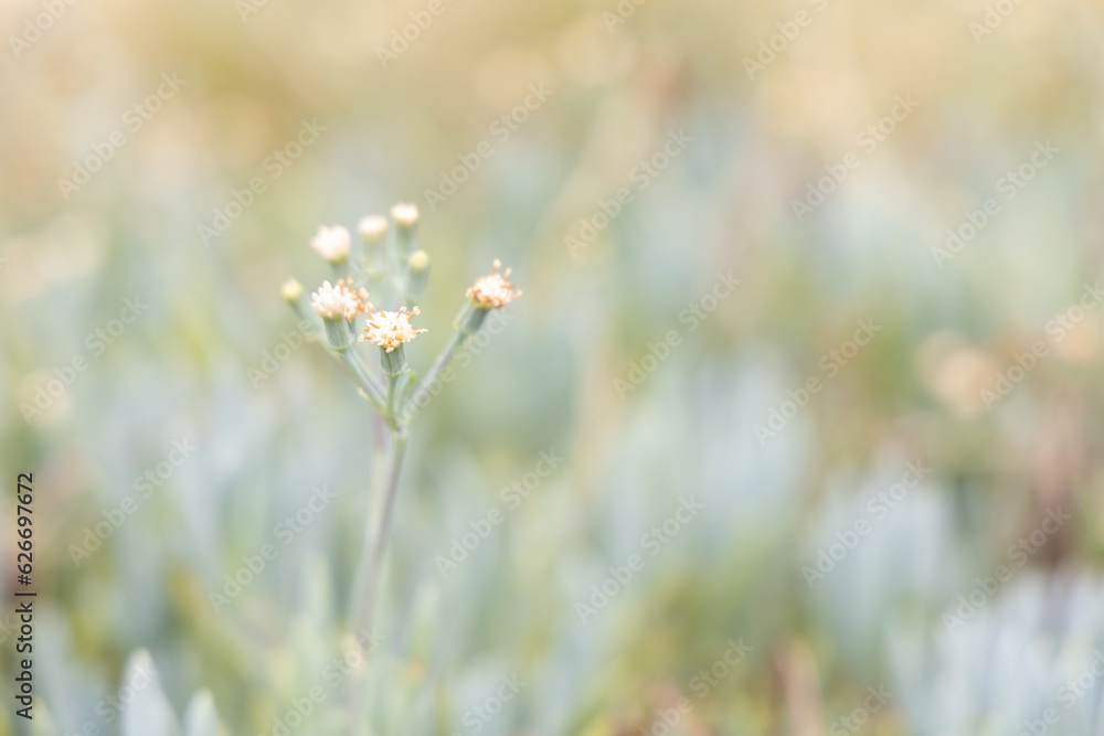 field of flowers field of flowers