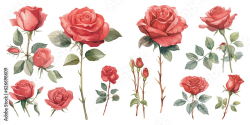 Watercolor red rose clipart for graphic resources