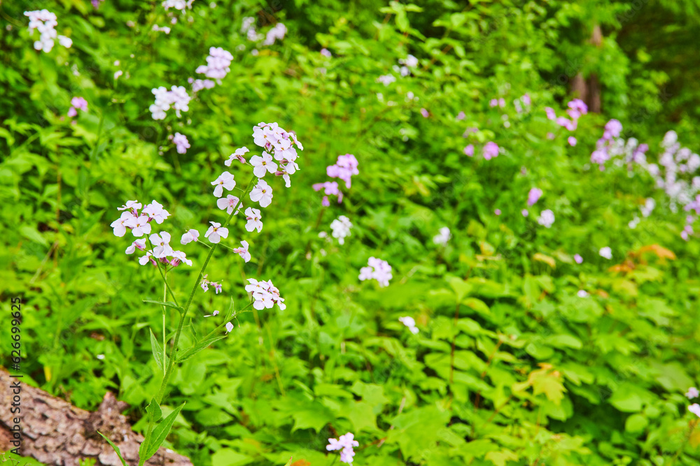 Purple Oxalis Triangulars and Hesperis Matronalis on hill with plants and distant tree trunk