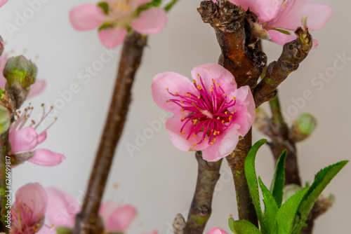 Obraz na plátně Peach blossom details