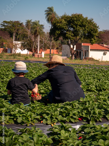 Cosecha de Fresas