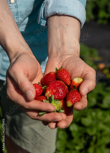 Fresas a manos llenas  photo