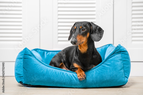 Dog dachshunds lies on floor in blue nest, proudly posing elegantly with its paw out. Safe place in house for pet, personal space for rest, sleep. Petshop. Dog-friendly hotel minimalism, aesthetics © Masarik