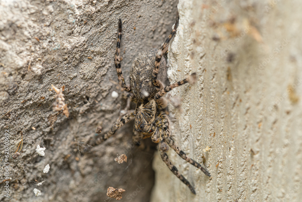 Adult female of Wolf Spider (Lycosa singoriensis) hiding among a pile of gray bricks Adult female of Wolf Spider (Lycosa singoriensis) hiding among a pile of gray bricks