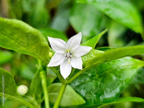 white flower of a plant    garden    growth    fresh
