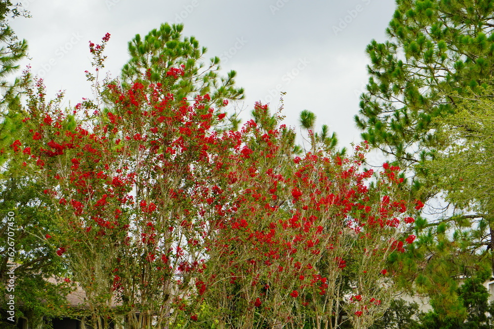 Red crepe myrtle flower in boom