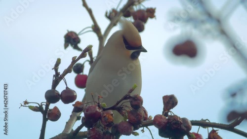 bohemian waxwing bird perched in fruit tree, pecks at fruit, flies off photo