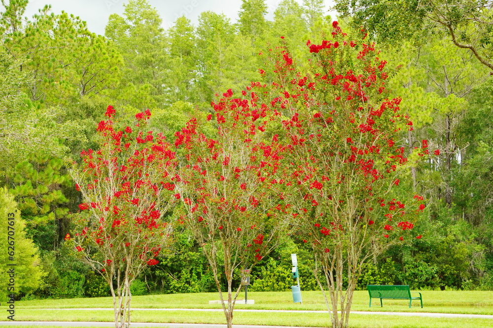 Naklejka premium Pink crepe myrtle flower in boom