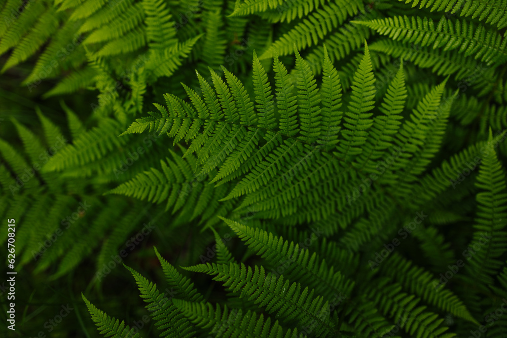 Beautiful ferns leaves green foliage natural floral fern background.Perfect natural fern pattern. Beautiful ferns leaves green foliage natural floral fern background.Perfect natural fern pattern.