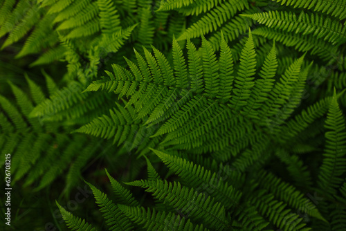 Beautiful ferns leaves green foliage natural floral fern background.Perfect natural fern pattern.