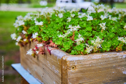 Succulent Sedum Ternatum the Three Leaved Stonecrop blooming in a wooden flower box photo