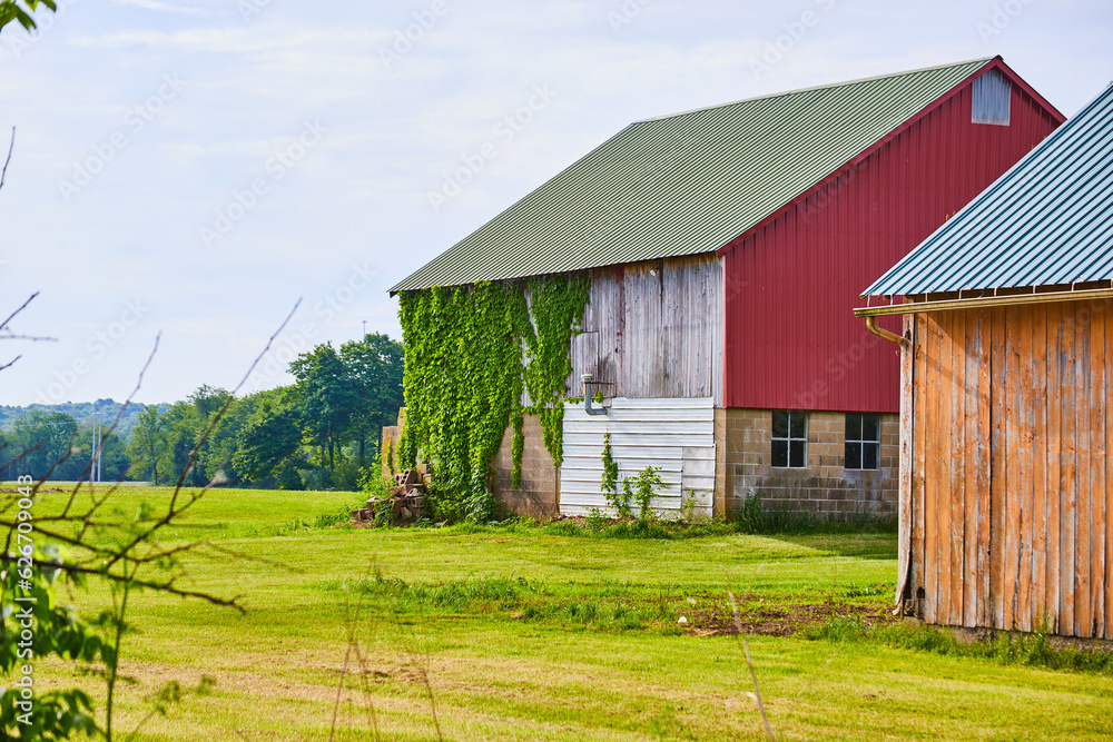 Farm with red siding on barn and green and white Italian colors as green ivy clings to side