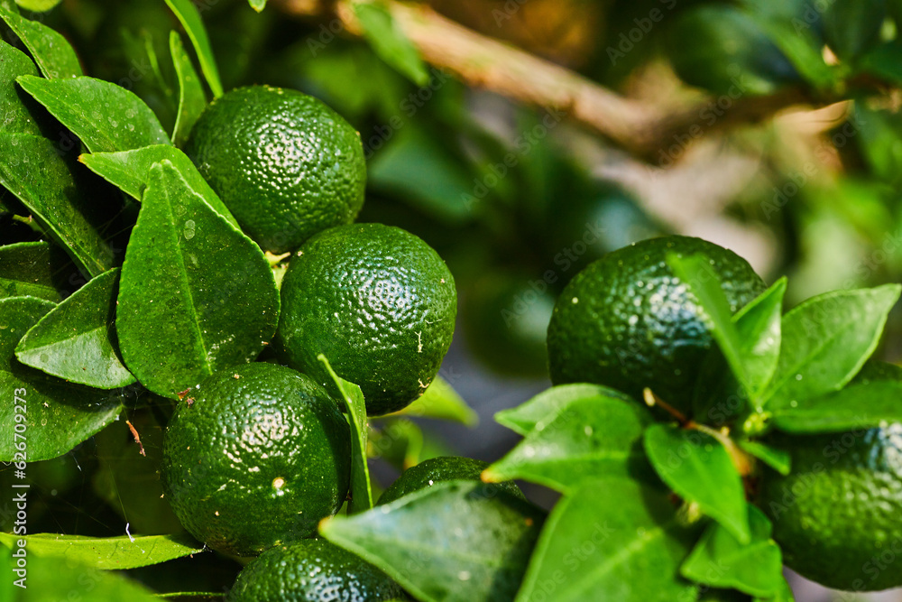 Myrtleleaf Orange tree close up of seven large round fruit Myrtleleaf Orange tree close up of seven large round fruit