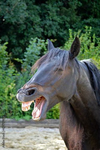 Lustiges Pferd lacht und macht grimassen frontal portrait selfie	