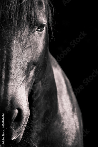 Pferde Auge Nahaufnahme. Blick in die Seele und Gefühle. Anschnitt halb mit Textfreiraum © anjajuli